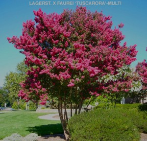 Lagerstroemia indica x fauriei 'Tuscarora' - multitrunk